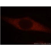 EEF1A1 Rabbit Polyclonal Antibody (11402-1-AP)