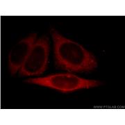C19orf10 Rabbit Polyclonal Antibody (11353-1-AP)