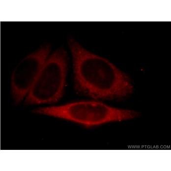 C19orf10 Rabbit Polyclonal Antibody (11353-1-AP)