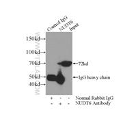NUDT6 Rabbit Polyclonal Antibody (11181-1-AP)