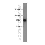 IPO13 Rabbit Polyclonal Antibody (11696-2-AP)
