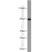 STXBP1 Rabbit Polyclonal Antibody (11459-1-AP)