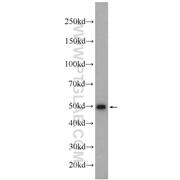 IRF1 Rabbit Polyclonal Antibody (11335-1-AP)
