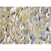 COX7C Rabbit Polyclonal Antibody (11411-2-AP)