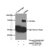 GRK6 Rabbit Polyclonal Antibody (11439-1-AP)