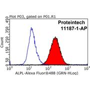 ALPL Rabbit Polyclonal Antibody (11187-1-AP)