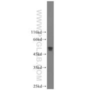 NDUFV1 Rabbit Polyclonal Antibody (11238-1-AP)