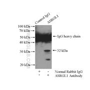 ASRGL1 Rabbit Polyclonal Antibody (11400-1-AP)
