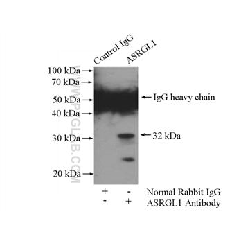 ASRGL1 Rabbit Polyclonal Antibody (11400-1-AP)