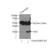 CTSK Rabbit Polyclonal Antibody (11239-1-AP)