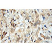 MRFAP1 Rabbit Polyclonal Antibody (11639-1-AP)