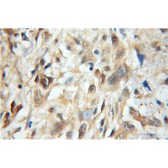 MRFAP1 Rabbit Polyclonal Antibody (11639-1-AP)