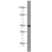 EIF3G Rabbit Polyclonal Antibody (11165-1-AP)