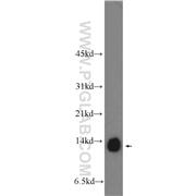 COX5A Rabbit Polyclonal Antibody (11448-1-AP)