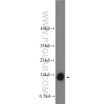 COX5A Rabbit Polyclonal Antibody (11448-1-AP)