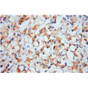 EIF2A Rabbit Polyclonal Antibody (11233-1-AP)