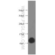 COX6A1 Rabbit Polyclonal Antibody (11460-1-AP)