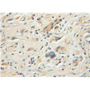 PPP5C Rabbit Polyclonal Antibody (11715-1-AP)