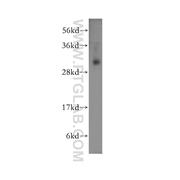 RYBP Rabbit Polyclonal Antibody (11365-1-AP)