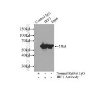 IRF3 Rabbit Polyclonal Antibody (11312-1-AP)