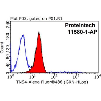 TNS4 Rabbit Polyclonal Antibody (11580-1-AP)