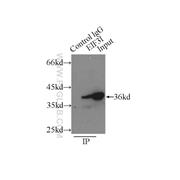 EIF3I Rabbit Polyclonal Antibody (11287-1-AP)
