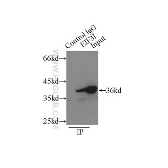 EIF3I Rabbit Polyclonal Antibody (11287-1-AP)