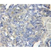 LENG1 Rabbit Polyclonal Antibody (11406-1-AP)