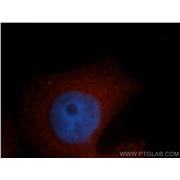 PDLIM1 Rabbit Polyclonal Antibody (11674-1-AP)