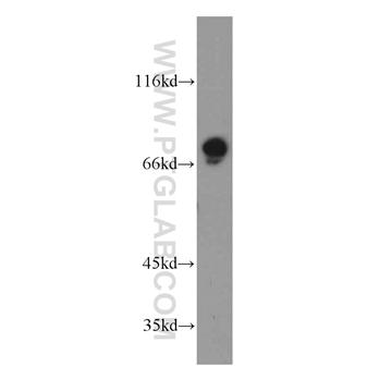 GPSM1 Rabbit Polyclonal Antibody (11483-1-AP)
