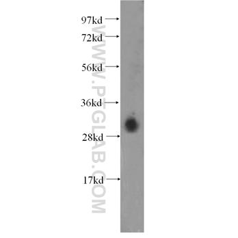 DNASE1L3 Rabbit Polyclonal Antibody (11330-1-AP)