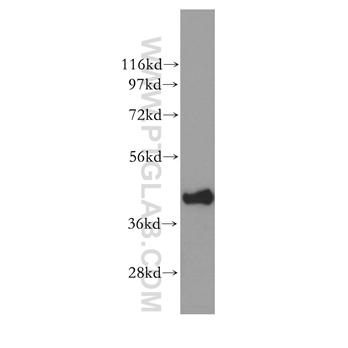 EIF3M Rabbit Polyclonal Antibody (11423-1-AP)