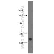 COX6B1 Rabbit Polyclonal Antibody (11425-1-AP)
