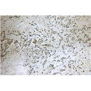 PYGO2 Rabbit Polyclonal Antibody (11555-1-AP)