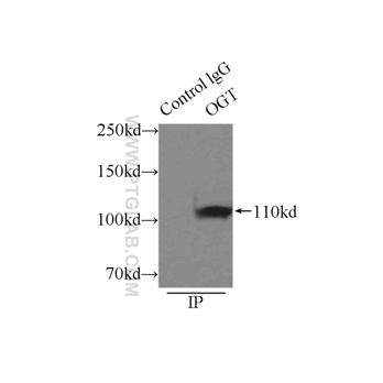 OGT Rabbit Polyclonal Antibody (11576-2-AP)