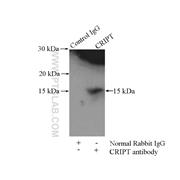 CRIPT Rabbit Polyclonal Antibody (11211-1-AP)