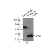 YWHAE Rabbit Polyclonal Antibody (11648-2-AP)