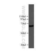 ITFG1 Rabbit Polyclonal Antibody (11731-1-AP)