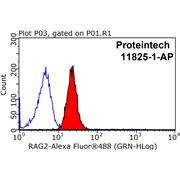 RAG2 Rabbit Polyclonal Antibody (11825-1-AP)