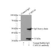 CAPZA1 Rabbit Polyclonal Antibody (11806-1-AP)