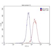 OLR1 Rabbit Polyclonal Antibody (11837-1-AP)