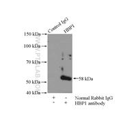 HBP1 Rabbit Polyclonal Antibody (11746-1-AP)
