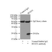 BUD31 Rabbit Polyclonal Antibody (11798-1-AP)