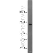 NFIL3 Rabbit Polyclonal Antibody (11773-1-AP)