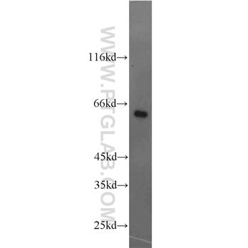 NFIL3 Rabbit Polyclonal Antibody (11773-1-AP)