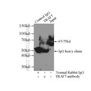 TRAF7 Rabbit Polyclonal Antibody (11780-1-AP)