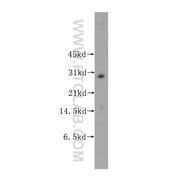 MLF2 Rabbit Polyclonal Antibody (11835-1-AP)