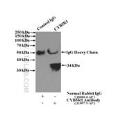CYB5R1 Rabbit Polyclonal Antibody (11807-1-AP)