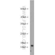YPEL5 Rabbit Polyclonal Antibody (11730-1-AP)
