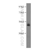 NUDCD3 Rabbit Polyclonal Antibody (11764-1-AP)